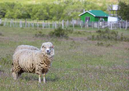 Merion sheepの写真素材