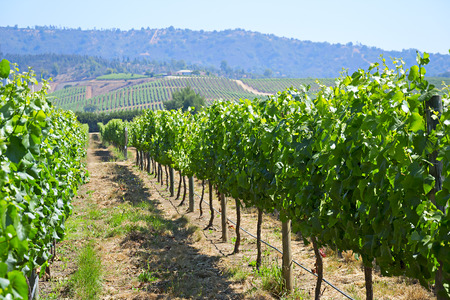 Casablanca valley vineyard, Chileの写真素材