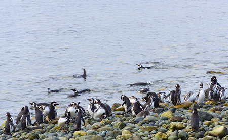 Colony of Magellanic Penguins on the Magdalena Island, Chileの写真素材