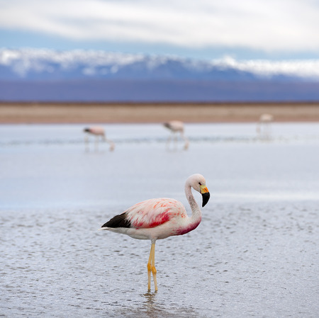 Flamingo, on a salt lake at the Atakama desert, Chileの写真素材