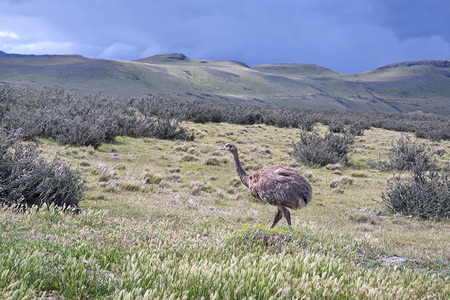 Wild Darwin Rheaの写真素材