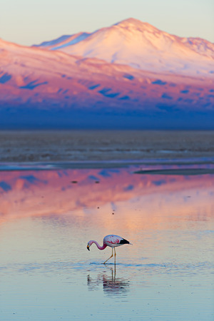 Flamingo, pink sunset above Atacama desertの写真素材