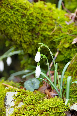 Galanthus flowerの写真素材