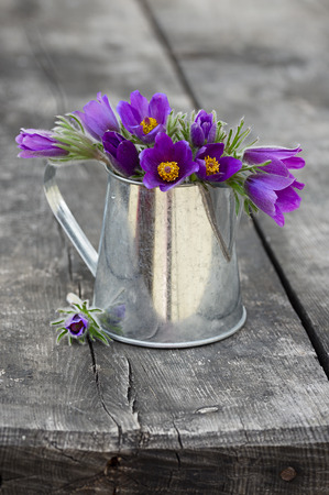 Wild spring flowersの写真素材