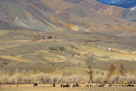 Highland goat farm in the Altai Mountainsの写真素材