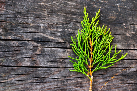 Green juniper leaf