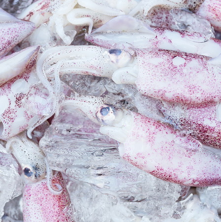 fresh squids in a marketの写真素材