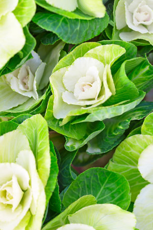 cabbage