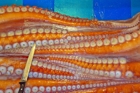 Giant octopus arm with suckersの写真素材