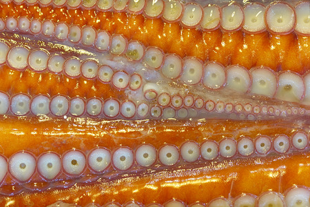 Giant octopus arm with suckersの写真素材