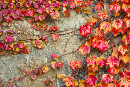 Red grape leaves of Virginia creeperの写真素材