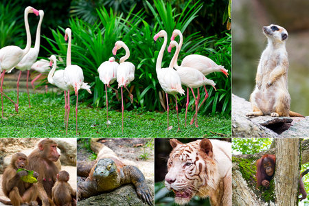 Animals in the Zoo