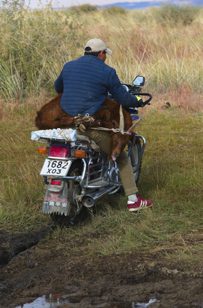 Shepherd carries a goat to the nomad's market by a motorbike on September 8, 2016 Mongoliaのeditorial素材