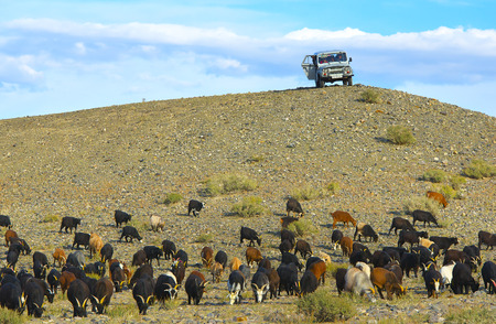 Shepherds pasture herd of goatsのeditorial素材