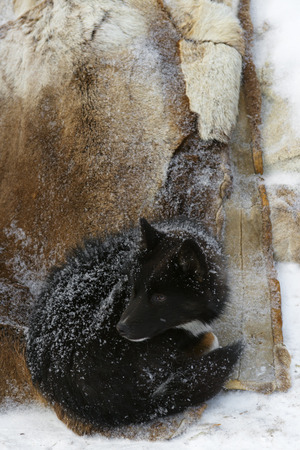 Small nenets laika rests on a side of chum after a grazing of reindeer herdの写真素材