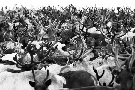 Reindeer migrate for the best grazing in the tundra nearby of the polar circle. Yamal peninsula, Siberia.の写真素材