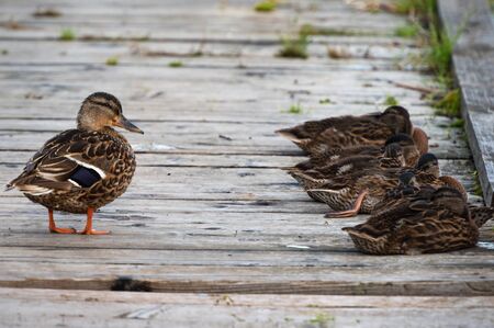 Wild river duck with ducklings take a slumber on a wooden pathway.の写真素材