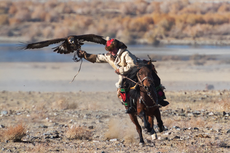 Bayan-Olgii, Mongolia - October 06, 2018: Unknown huntsman with golden eagle shows his experience in falconry.のeditorial素材