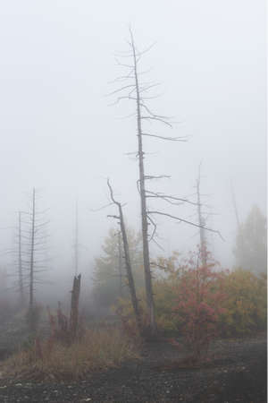 The Dead Forest of Tolbachik. Dead Forest is a result of eruptions of Tolbachik volcanic complex in the Kamchatka peninsula of Russian Far East regionの写真素材