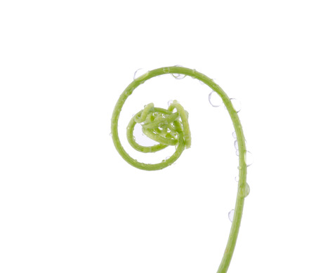 Vine branch isolated on white backgroundの写真素材