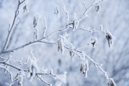 branches covered in snow and ice crystals