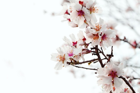closeup of almond blossomの写真素材
