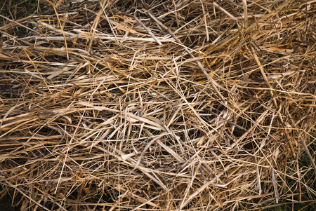 Straw grassの写真素材
