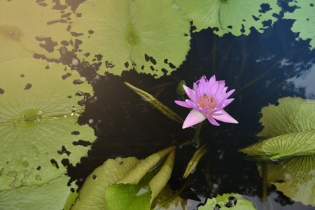 Pink lotus in the water.の写真素材