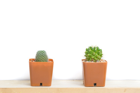 Two potted cactus on white backgroundの写真素材