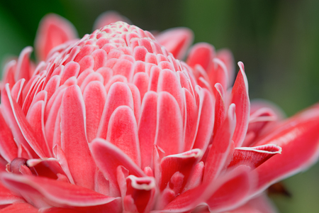 Close up, red Torch Gingerの写真素材