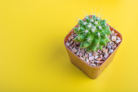 Potted cactus on yellow backgroundの写真素材