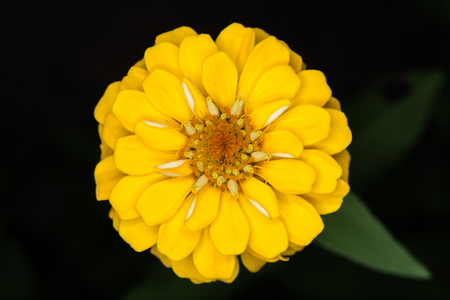 Beautiful yellow zinnia flower on dark background.の写真素材