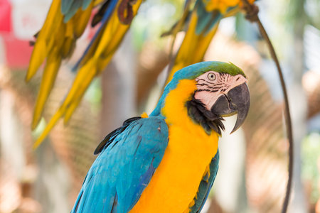 Parrot Macaw photos half the top on soft background blur