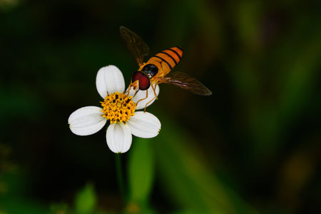 White flowers with a bee perched on soft background blur.