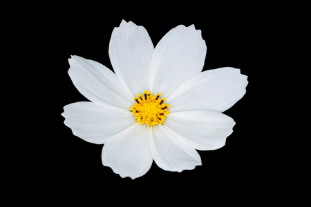 Beautiful white flower isolated on black background.の写真素材