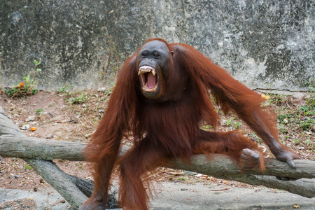Orangutan with open mouth show canine teeth.の写真素材