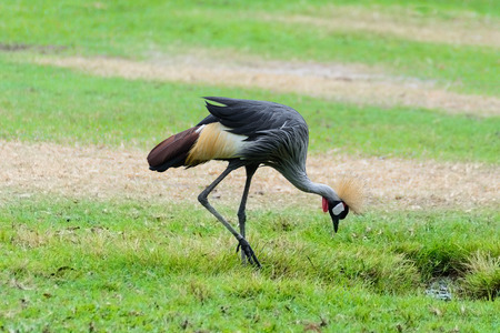 Grey crowned crane stand living on the prairie.の写真素材