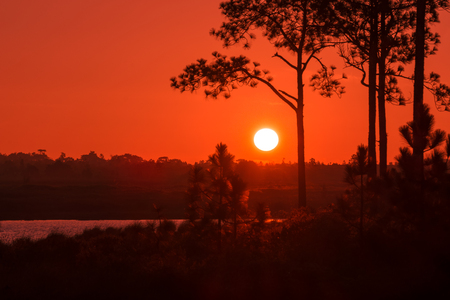 Silhouette of a pine in the big sun.の写真素材