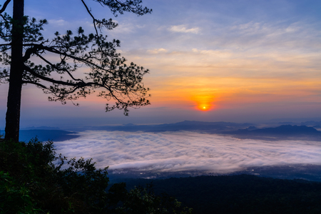 Mist in sunrise cliff and pine branches at Pha Mark Duk Phu Kradueng National Park.の写真素材