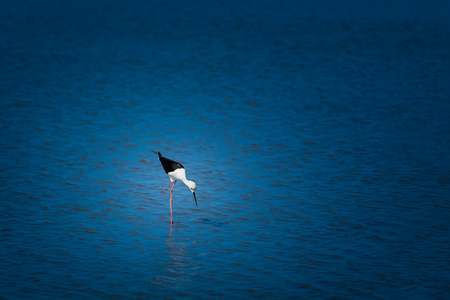 Black-winged Stilt, Himantopus himantopus are feeding on the beach. In low tide.の写真素材