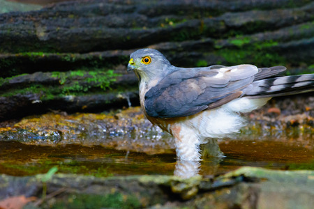 Shikra hawk are flapping their wings. Living in a natural water sourceの写真素材