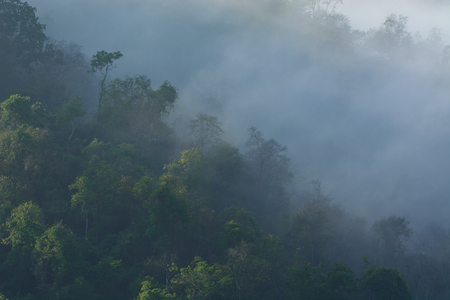 Forested mountain slope in low lying mist, in morning time.の写真素材