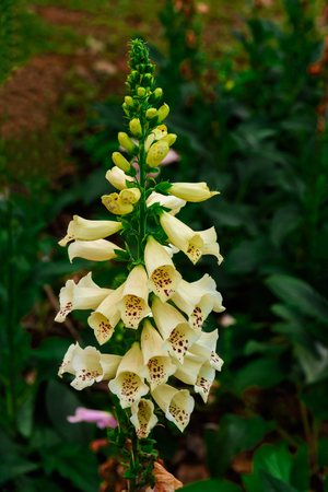 Digitalis purpurea 'Alba' in the garden.の写真素材