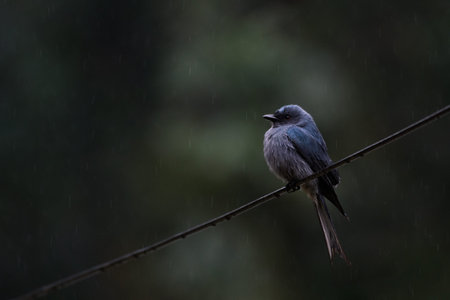 Crow-billed Drongo (Dicrurus annectans) on the electricity line when it rain.