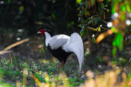 Silver pheasant or Lophura nycthemera (male) was walking in the forest.の写真素材