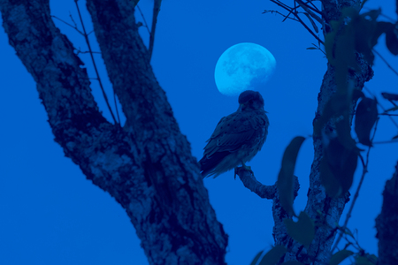 Common Kestrel(Falco tinnunculus) on the branch in the woods. Night time. The moon bakground.の写真素材