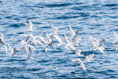 Gulls fly over the sea.