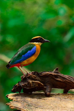Blue-winged Pitta or Pitta moluccensis (Passeriformes) in the habitat.の写真素材