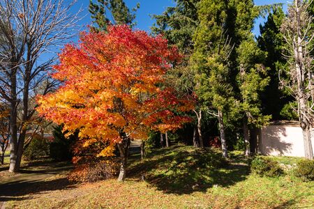 Tree colorful autumn leaves at park in day time.の写真素材