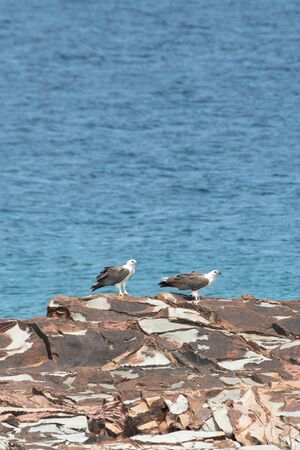 Two hawks hanging on the rock on sea background.の写真素材